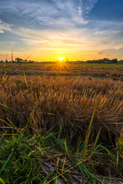 Scenic view landscape of rice stubble in a rice field after harvest with field cornfield or in Asia country agriculture harvest with fluffy clouds blue sky sunset evening background.