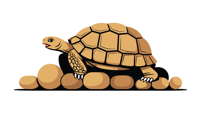 Brown tortoise with a patterned shell walking on smooth, round, light brown pebbles in a simple, clean environment.