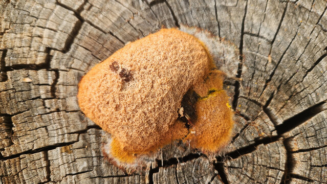 Dog vomit slime mold (Fuligo septica) is a yellow plasmodial protist that feeds on microbes in decaying wood, changing from a slimy mass into a dry crust as it matures.