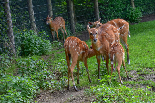 Sitatunga standing in the grass