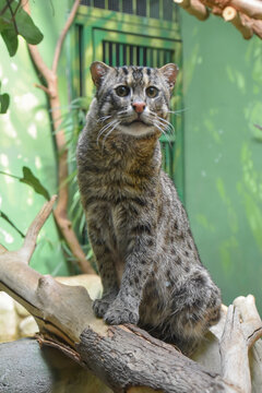Fishing cat, feline in the zoo, animal
