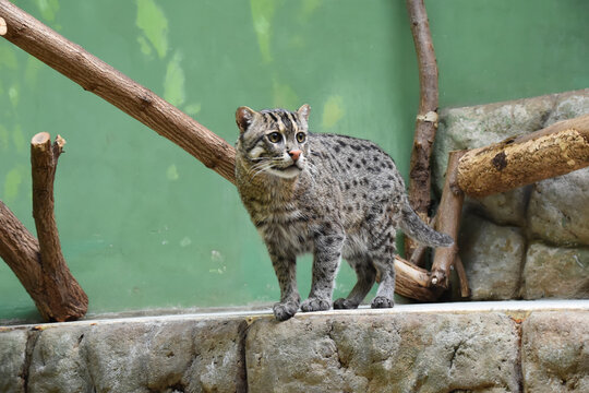 Fishing cat, feline in the zoo