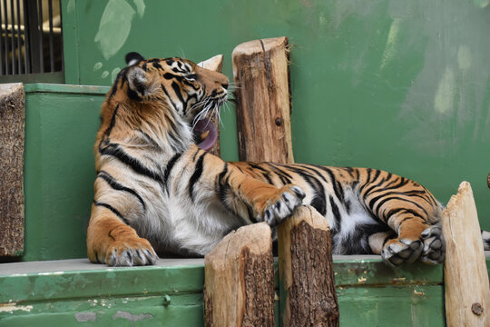 Malayan tiger cleaning its fur, wild feline