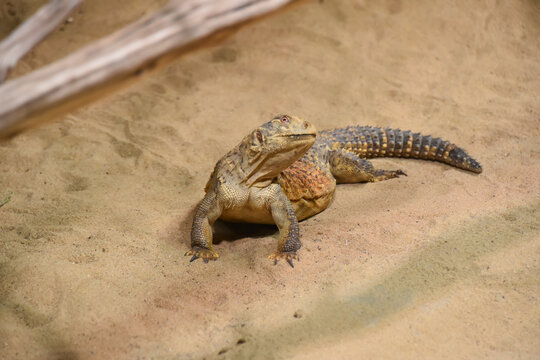 Iraqi Spiny-tailed Lizard in the sand, wild animal