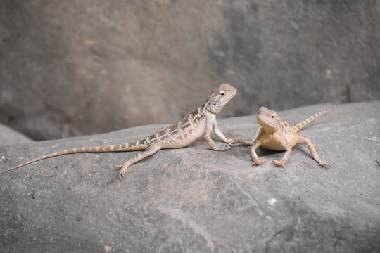 Two small lizards, wild animal