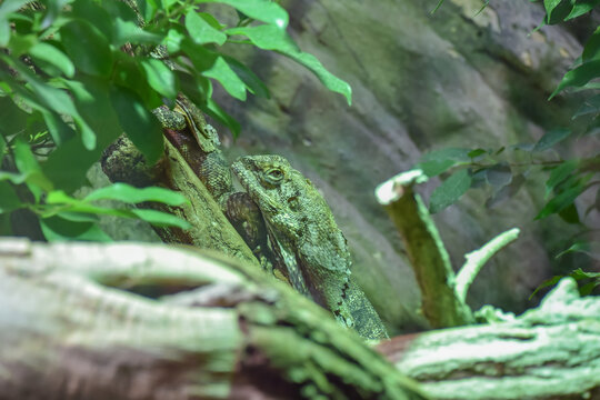 Frilled lizard sitting on a branch, wild animal
