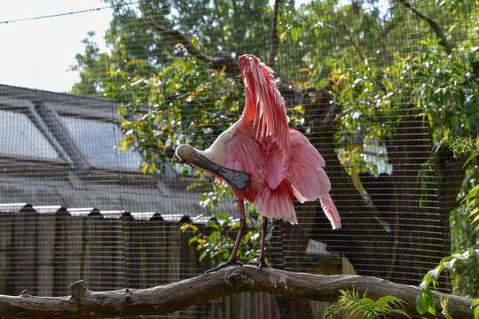 Roseate spoonbill, a bird with beautiful pink feathers, animal