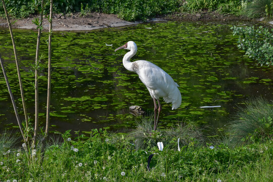 Siberian crane, white bird standing by the wetland