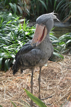Shoebill, bird with a strangely large beak