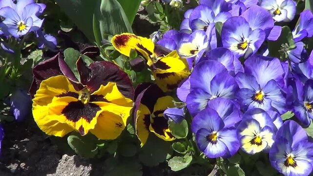 Yellow and blue pansies on flowerbed.