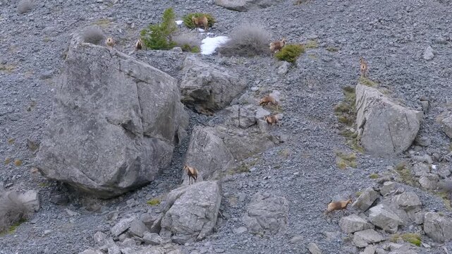Pyrenean chamois (Rupicapra pyrenaica) in winter in the Aragonese Pyrenees. La Jacetania region, Huesca, Aragon, Spain, Europe.