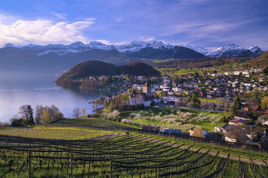 View of Spiez with castle on Lake Thun, vineyards and blossoming cherry trees (Prunus avium), snow-covered Bernese Alps in the background, Canton of Bern, Switzerland