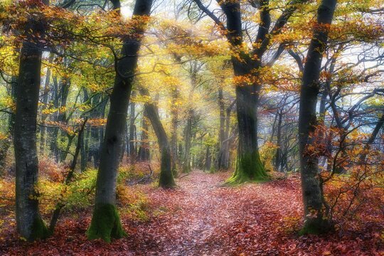 Sun shining through trees and mist in autumn-coloured common beech (Fagus sylvatica), autumn leaves on forest path, Jurapark, Canton Aargau, Switzerland