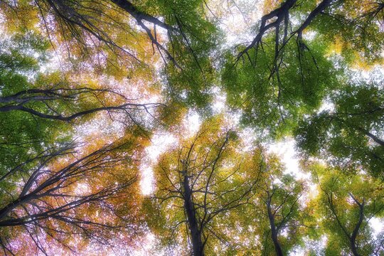 Autumn-coloured treetops in the common beech (Fagus sylvatica), Jurapark, Canton Aargau, Switzerland