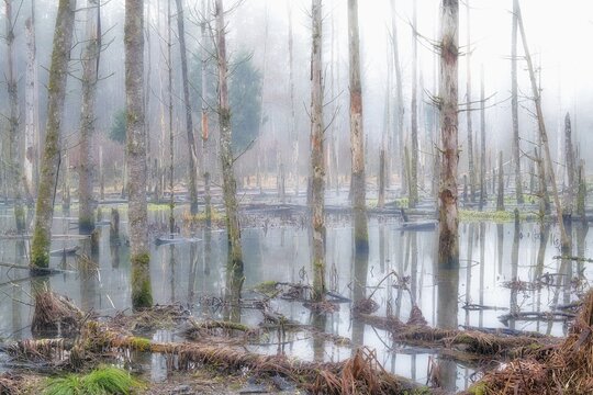 Lake created by beaver frass with dead trees in the fog, Canton of Zurich, Switzerland