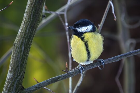 Great tit (Parus major), sitting on a branch, Baden-W&uuml;rttemberg, Germany