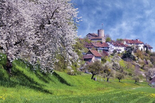 View of Regensberg village with blooming fruit trees, Canton of Zurich, Switzerland