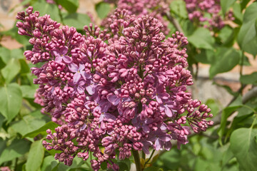 Fototapeta premium Inflorescences appeared from lilac flower buds. Lilac inflorescences (Latin Syringa vulgaris) in the rays of the spring sun. Spring.