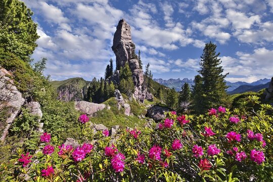 Alpine roses in bloom (Rhododendron ferrugineum), with a striking rocky outcrop behind, in the Murg Valley, Canton of St. Gallen, Switzerland
