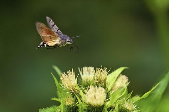 Dove's tail (Macroglossum stellatarum), flies on the flower of cabbage thistle (Cirsium oleraceum), Meienberg, Canton Aargau, Switzerland