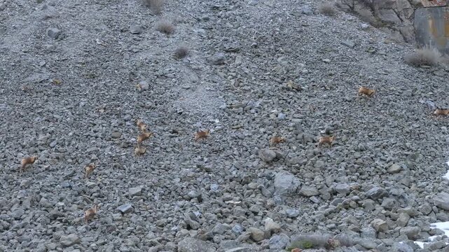 Pyrenean chamois (Rupicapra pyrenaica) in winter in the Aragonese Pyrenees. La Jacetania region, Huesca, Aragon, Spain, Europe.