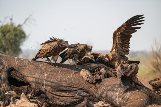 Many white-backed vultures (Gyps africanus), vultures feeding on the carcass of an elephant, macabre scavengers, Ihaha, Chobe National Park, Botswana