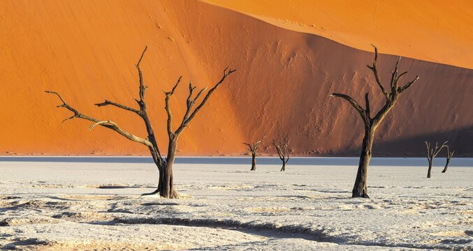 Dead camel thorn trees (Vachellia erioloba), red sand dunes, white salt pan, Dead Vlei, Sossusvlei, Namib Desert, Namib-Naukluft Park, Namibia
