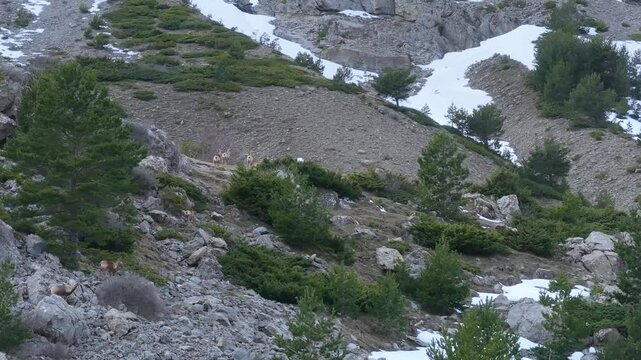 Pyrenean chamois (Rupicapra pyrenaica) in winter in the Aragonese Pyrenees. La Jacetania region, Huesca, Aragon, Spain, Europe.