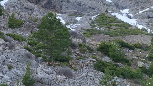 Pyrenean chamois (Rupicapra pyrenaica) in winter in the Aragonese Pyrenees. La Jacetania region, Huesca, Aragon, Spain, Europe.