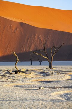 Dead camel thorn trees (Vachellia erioloba), red sand dunes, white salt pan, Dead Vlei, Sossusvlei, Namib Desert, Namib-Naukluft Park, Namibia