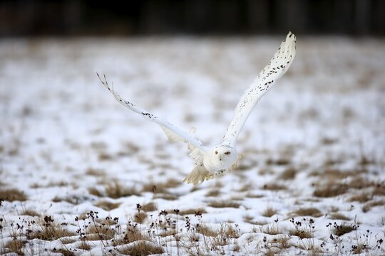 Snowy Owl, Snowy Owl, (Nyctea scandiaca), adult flying in winter, snow, Zdarske Vrchy, Bohemian-Moravian Highlands, Czech Republic