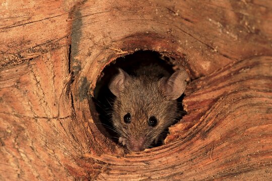 House mouse (Mus musculus), adult, looks out of knothole, watchful, curious, interested, cute, animal portrait, Germany