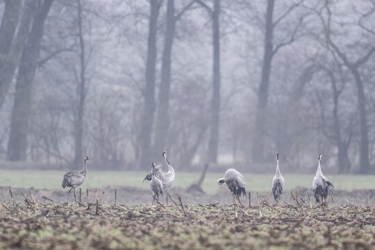 Cranes (Grus grus), Fischerhuder W&uuml;mmeniederung, Lower Saxony, Germany