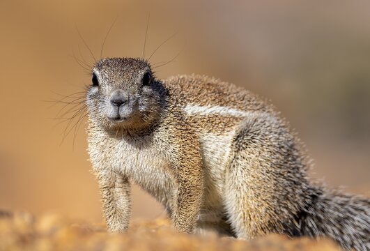 Cape ground squirrel (Xerus inauris), Pontok-Berge, Spitzkoppe, Gro&szlig;e Spitzkuppe Nature Reserve, Namibia