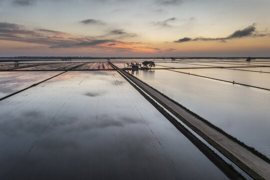 Flooded rice fields in May at daybreak, aerial view, drone shot, Ebro Delta Nature Reserve, Tarragona province, Catalonia, Spain