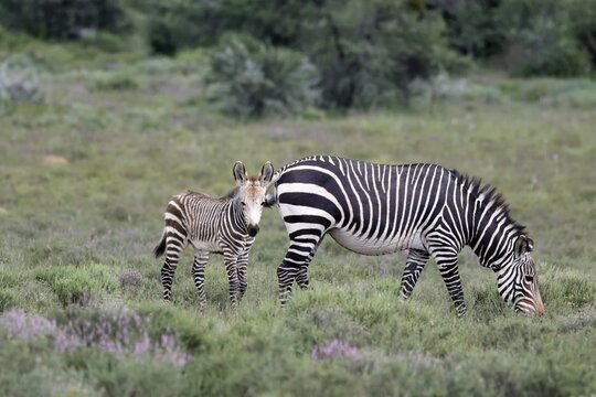 Cape Mountain Zebra (Equus zebra), adult, female, mother, juvenile, alert, feeding, Mountain Zebra National Park, Eastern Cape, South Africa