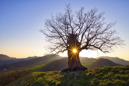 Oak (Quercus) leafless with sunstar at sunset, Swiss Jura Mountains, Canton Basel-Landschaft, Switzerland