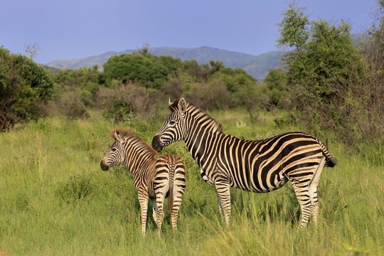 Burchell's zebra (Equus quagga burchelli), Burchell's zebra, adult, female, mother, young animal, foraging, Pilanesberg National Park, North West Province, South Africa