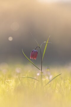 Chess flower, also known as checkerboard flower (Fritillaria meleagris) in a wet meadow, Doubs nature park Park, Les Brenets, Canton Neuch&acirc;tel, Switzerland
