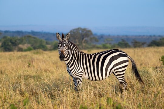 Plains zebra (Equus quagga) in the savannah, Serengeti National Park, Tanzania