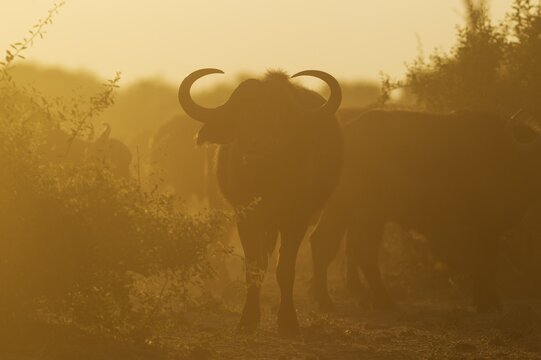 Cape Buffalo (Syncerus caffer caffer), bull in the back light of the early morning, Chobe National Park, Botswana