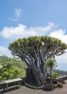 Canary Islands Dragon Tree (Dracaena draco), La Palma, Canary Islands, Spain