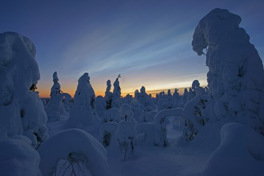 Snow landscape, Kuntivaara, Finland