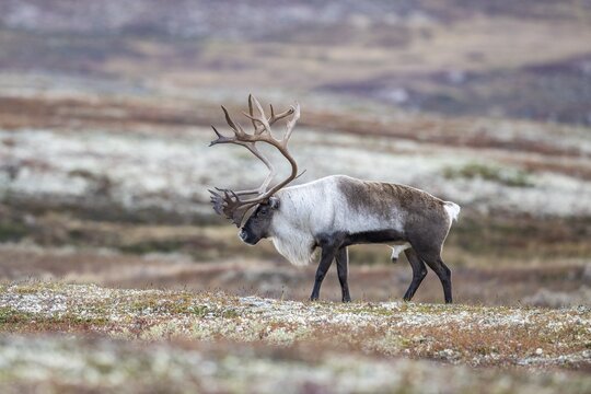 Wild mountain reindeer (Rangifer tarandus tarandus), bull in autumn tundra, Forollhogna National Park, Norway