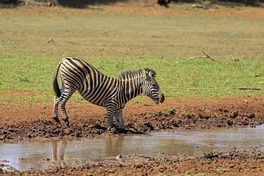 Burchell's zebra (Equus quagga burchelli), Burchell's zebra, adult, at the water, drinking, Mokala National Park, Northern Cape, South Africa