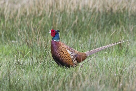 Pheasant (Phasianus colchicus), Emsland, Lower Saxony, Germany