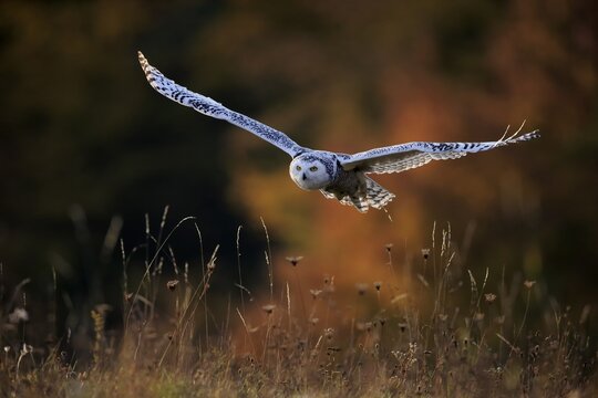 Snowy owl (Nyctea scandiaca), adult, flies over meadow, Slovakia
