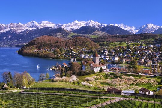 View of Spiez with castle, blossoming cherry trees and Lake Thun, with snow-covered Bernese Alps in the background, Canton of Bern, Switzerland