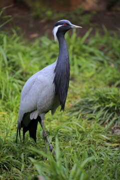 Demoiselle crane (Anthropoides virgo), adult, alert, captive, South Africa