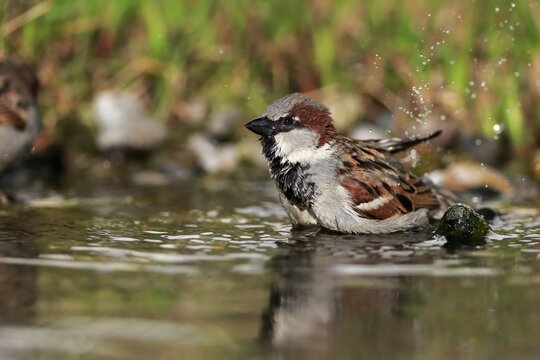 House sparrow (Passer domesticus), adult, male, bathing, in water, garden pond, Rhineland-Palatinate, Germany
